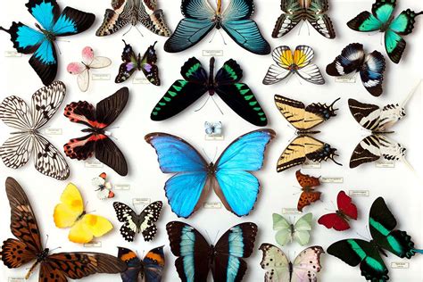 The Enigmatic World of Moths: Using a Magic Butterfly Net to Discover Hidden Beauty